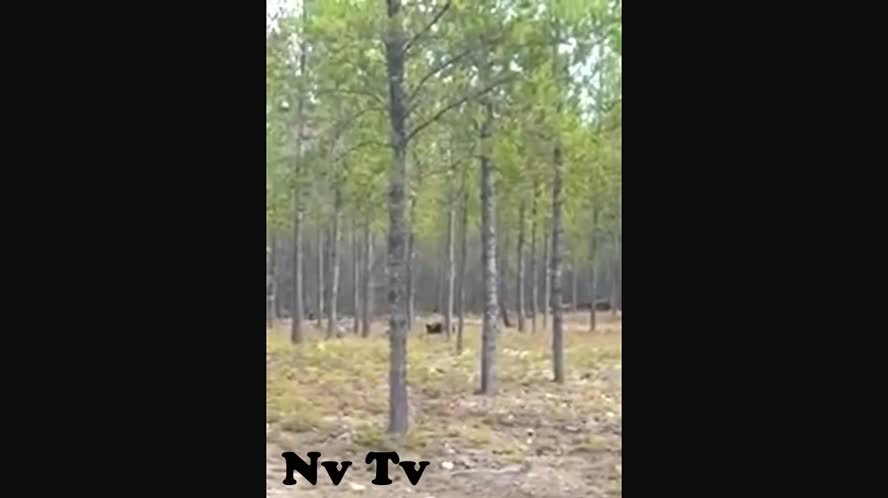 y2mate.com - very_impressive_timber_wolf_footage_frightened_man_films_dog_chased_by_real_massive_dire_wolf_KnHkzTyk4yc_1080p